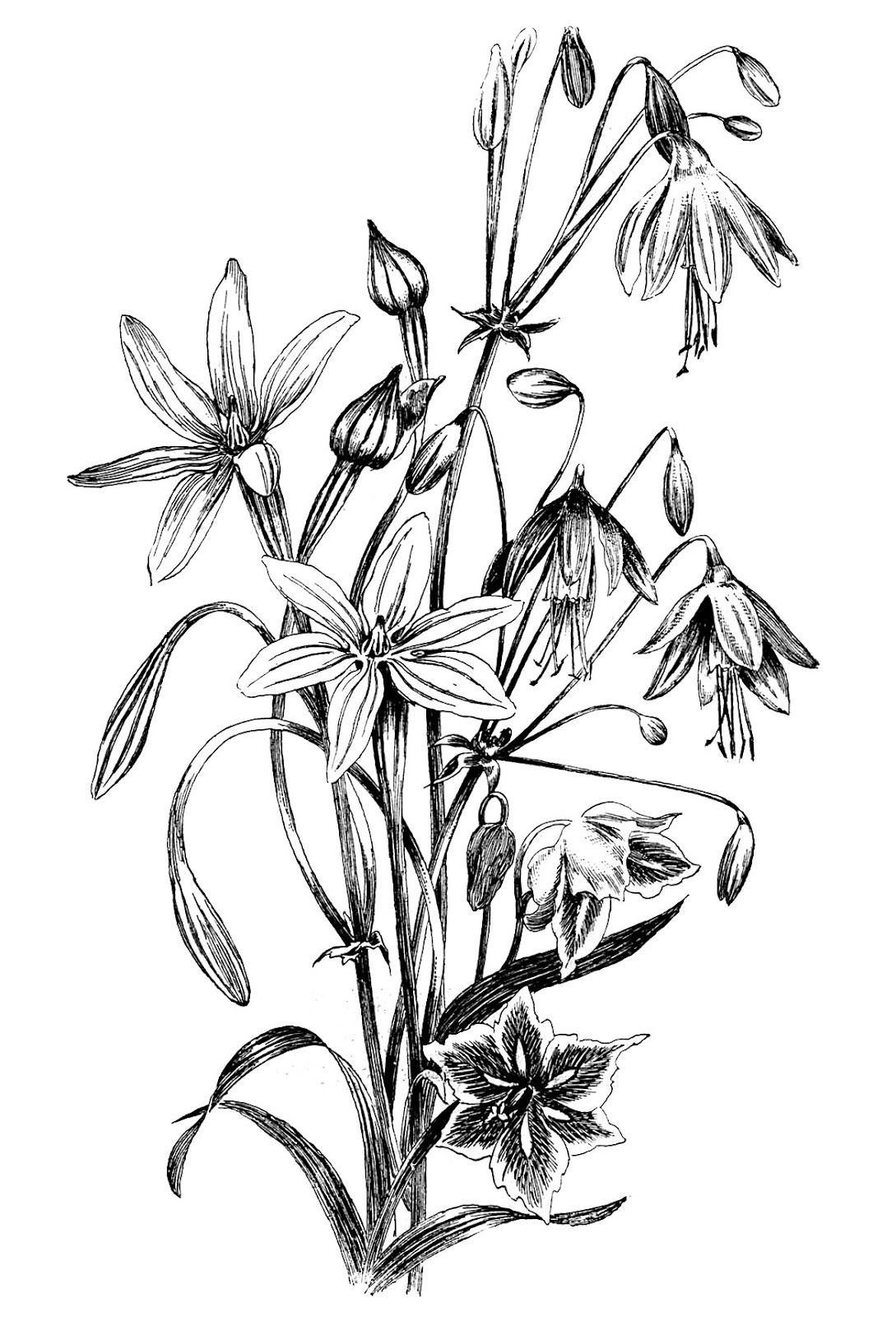 1089x1600 black and white floral drawing inspriation floral drawing - Black And White Flower Drawing