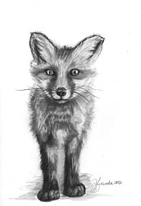205x300 Black Fox Drawings Fine Art America - Black And White Fox Drawing