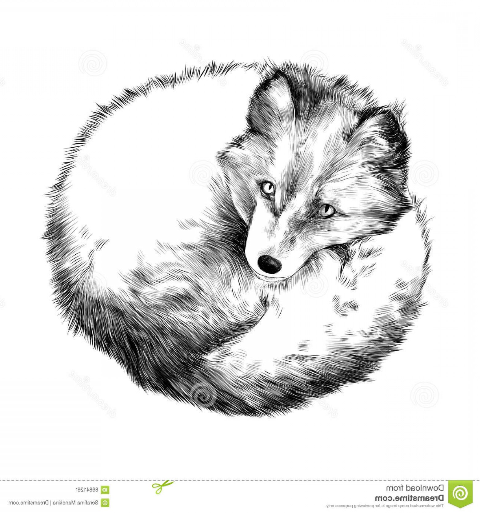1560x1668 Stock Illustration Arctic Fox Lying Snow Sketch Vector Graphics - Black And White Fox Drawing