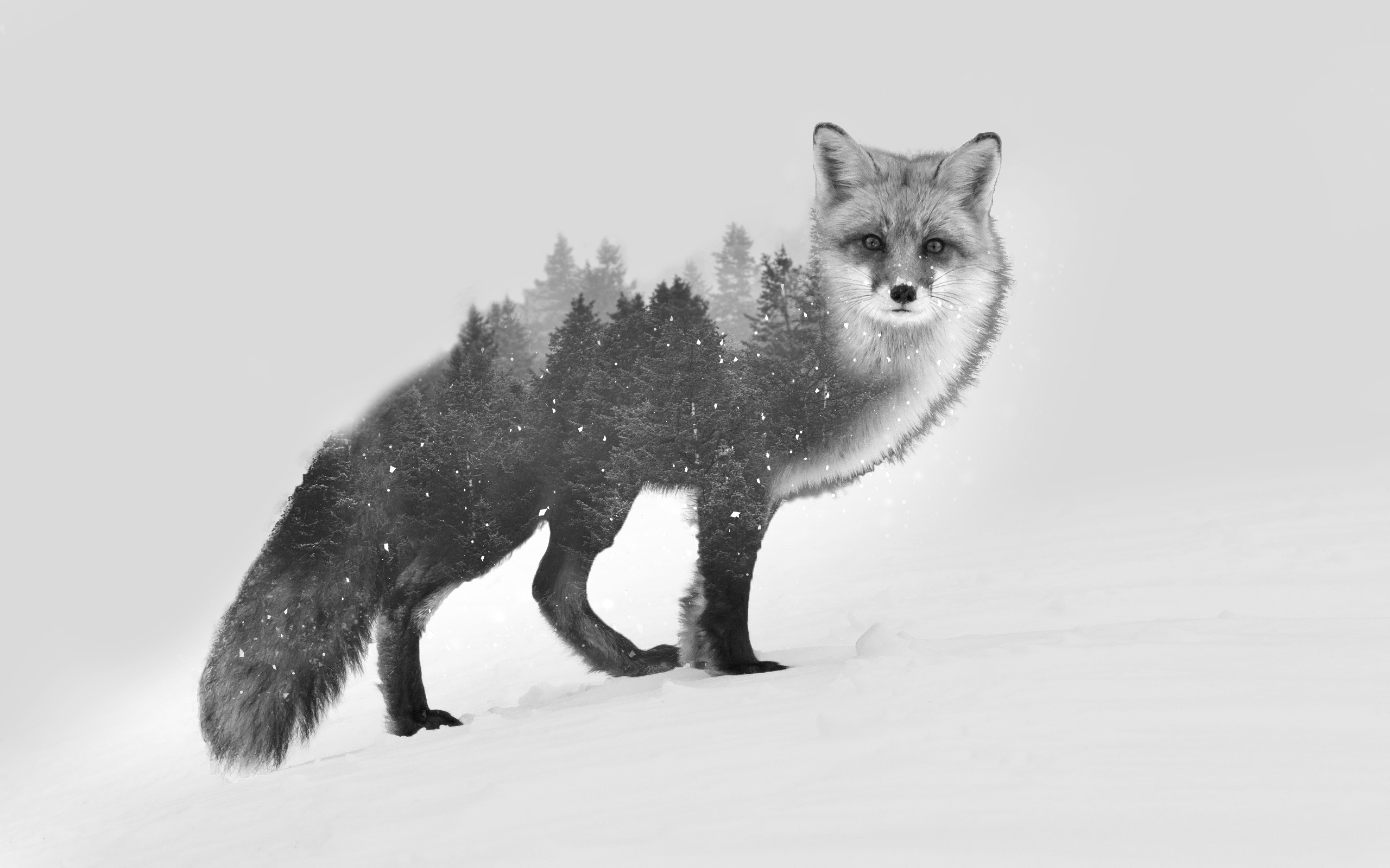 2560x1600 Wallpaper Trees, Drawing, Forest, Animals, Nature, Snow, Winter - Black And White Fox Drawing