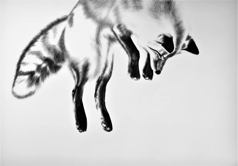 770x537 A Fantastic Little Fox Drawing - Black And White Fox Drawing