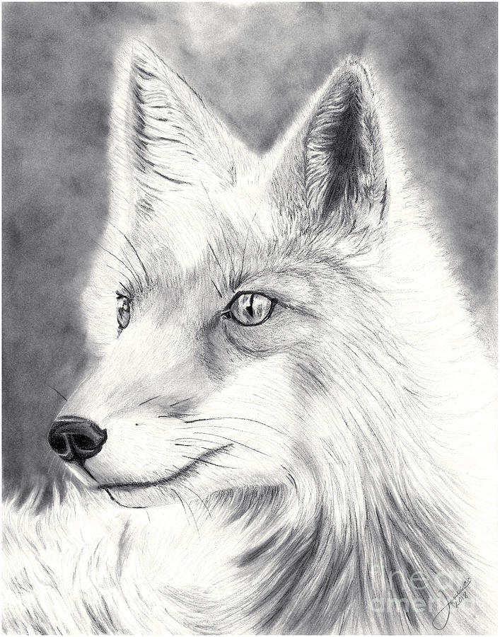 707x900 Arctic Fox Drawing - Black And White Fox Drawing