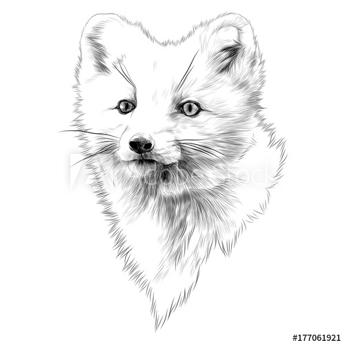 500x500 Arctic Fox Sketch Head Vector Graphics Monochrome Black And White - Black And White Fox Drawing