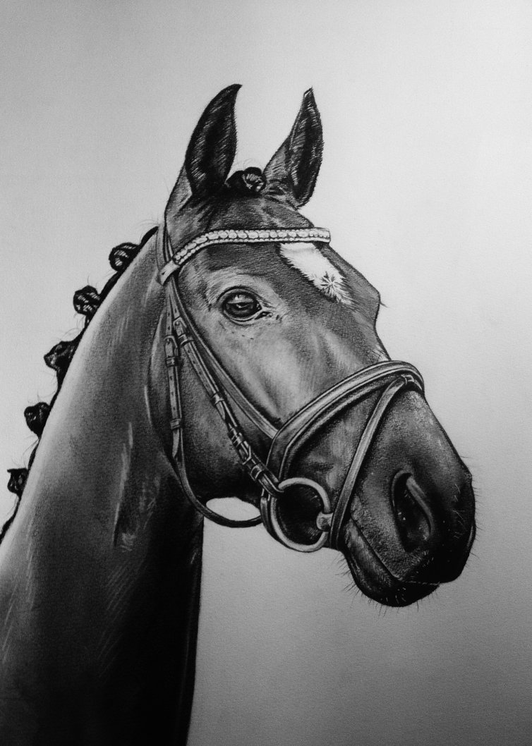 Black And White Horse Drawings at PaintingValley.com | Explore ...