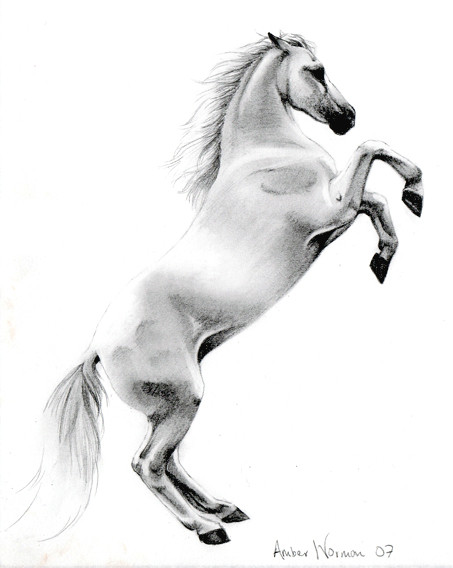 453x568 black and white horse drawings black and white drawings horses - Black And White Horse Drawings