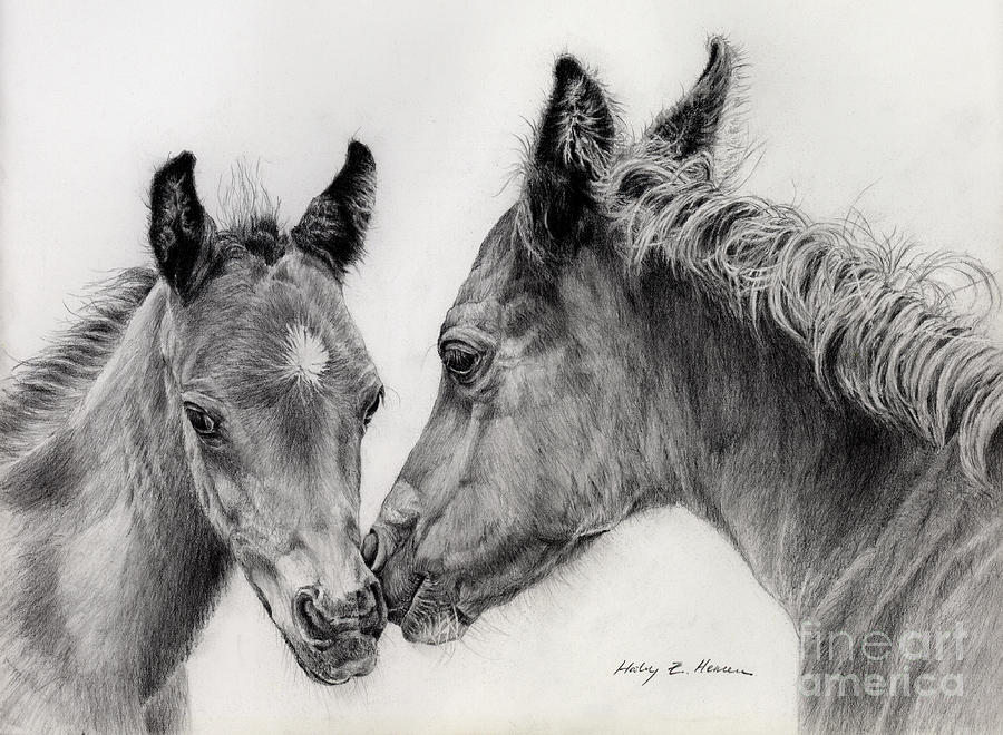 900x660 Black And White Horse Drawings Fine Art America - Black And White Horse Drawings