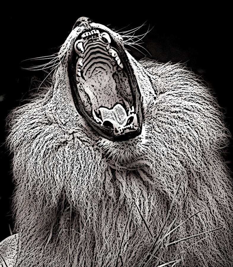 786x900 black and white lion roar drawing - Black And White Lion Drawing