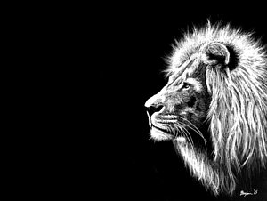 300x226 White Lion Drawings - Black And White Lion Drawing