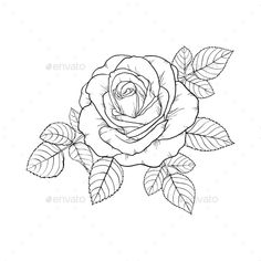 Black And White Rose Drawing At Paintingvalley Com Explore