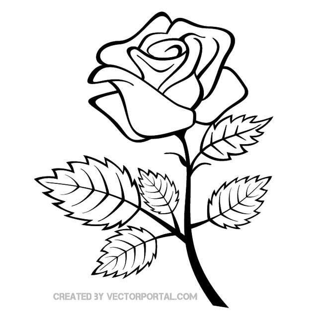 Black And White Rose Drawing At Paintingvalleycom Explore