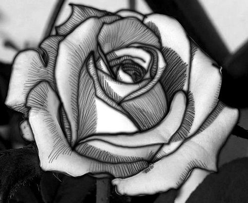 500x410 Black And White Rose Drawings - Black And White Rose Drawing