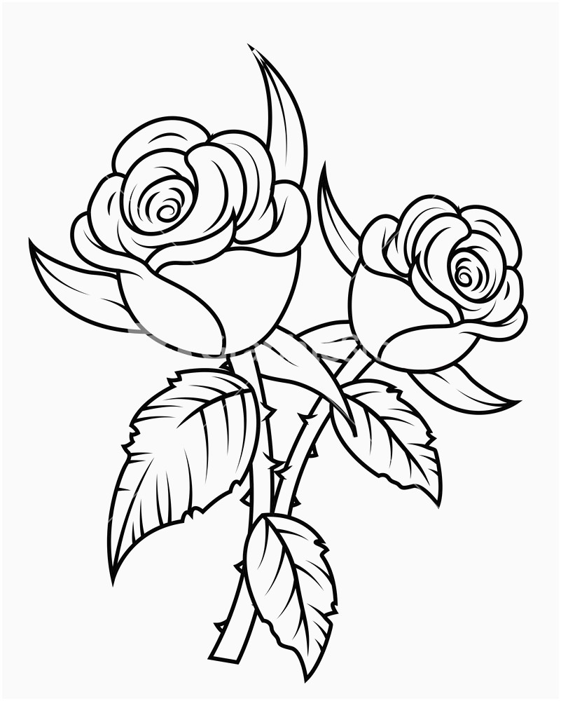801x1000 roses clipart black and white flower stem template magnificent - Black And White Rose Drawing
