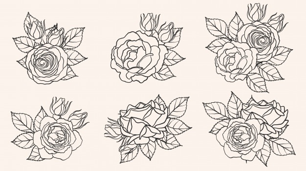 626x351 White Rose Vectors, Photos And Free Download - Black And White Rose Drawing
