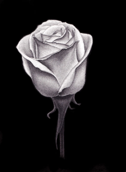 510x698 White Rose On Behance - Black And White Rose Drawing