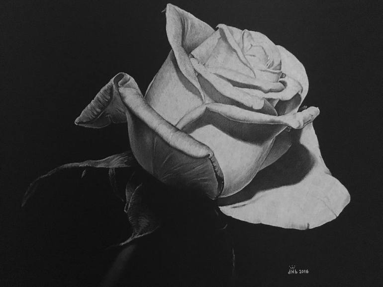 770x578 White Rose Drawing - Black And White Rose Drawing