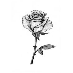 236x236 black and white rose pics rose drawings black white drawing - Black And White Rose Drawing