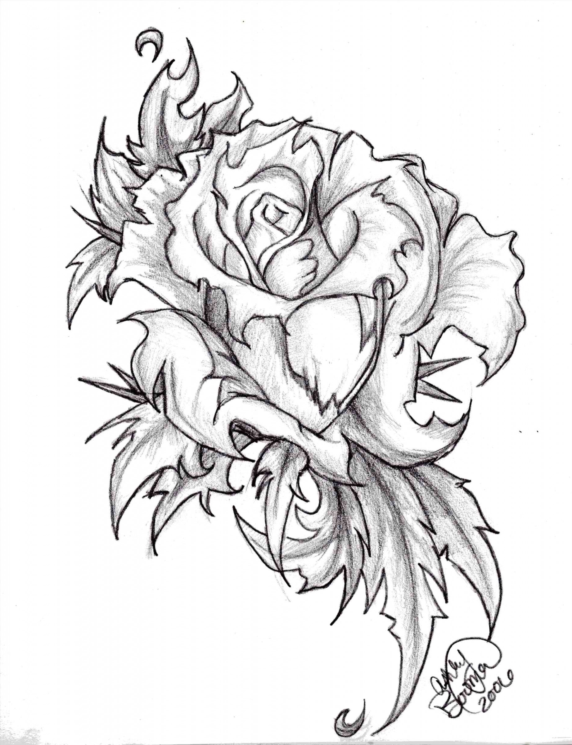 1843x2400 Rose Flower Black And White Drawing Cotton - Black And White Rose Drawing