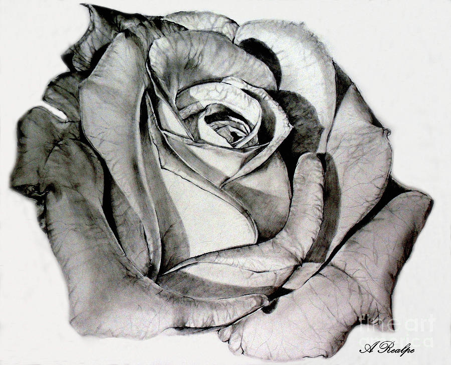 900x729 Black And White Rose Drawings Fine Art America - Black And White Rose Drawing