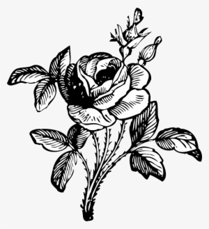 300x329 black and white rose png download transparent black and white - Black And White Rose Drawing