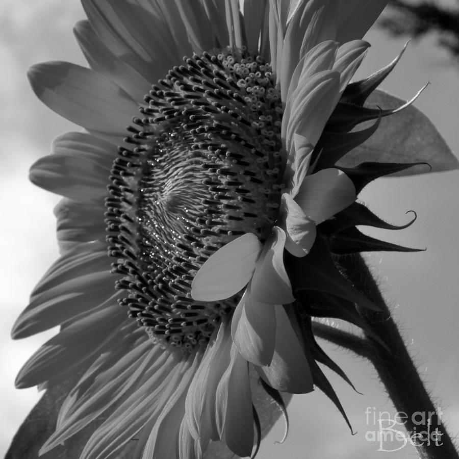 900x900 Black And White Sunflower Photograph - Black And White Sunflower Drawing