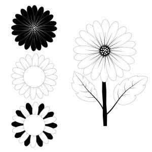 300x300 sunflower drawing black and white vector sohadacouri - Black And White Sunflower Drawing