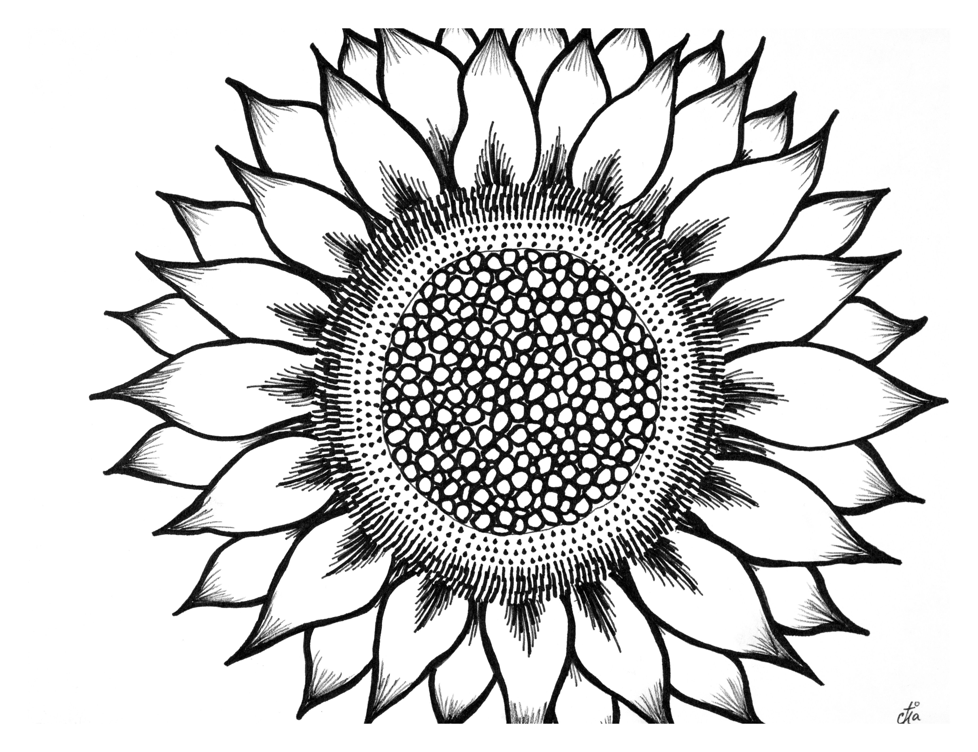 4145x3189 sunflower is part of a black and white series that celebrates - Black And White Sunflower Drawing