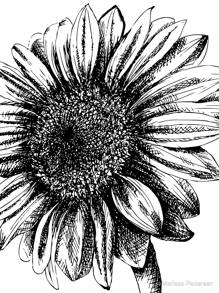 750x1000 artist sketch sunflower drawing in black and white scarf - Black And White Sunflower Drawing