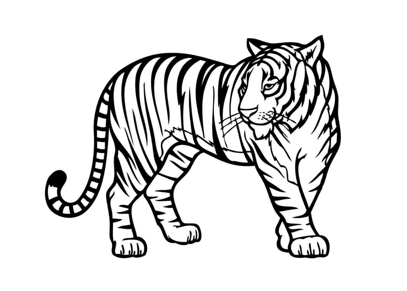 Black And White Tiger Drawing at Explore