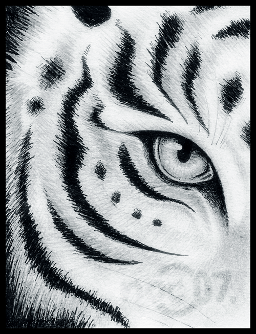 500x653 Eye Of A Tiger Discovered - Black And White Tiger Drawing