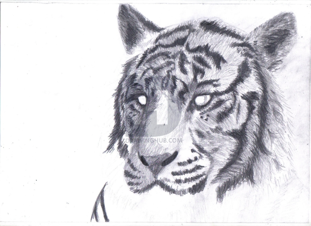 990x720 How To Draw A White Tiger, Draw A Tiger In Pencil, Step - Black And White Tiger Drawing