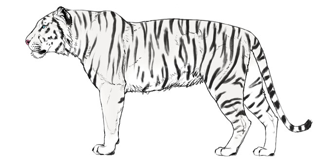 688x334 how to draw big cats lions, tigers, cheetahs, and much more - Black And White Tiger Drawing