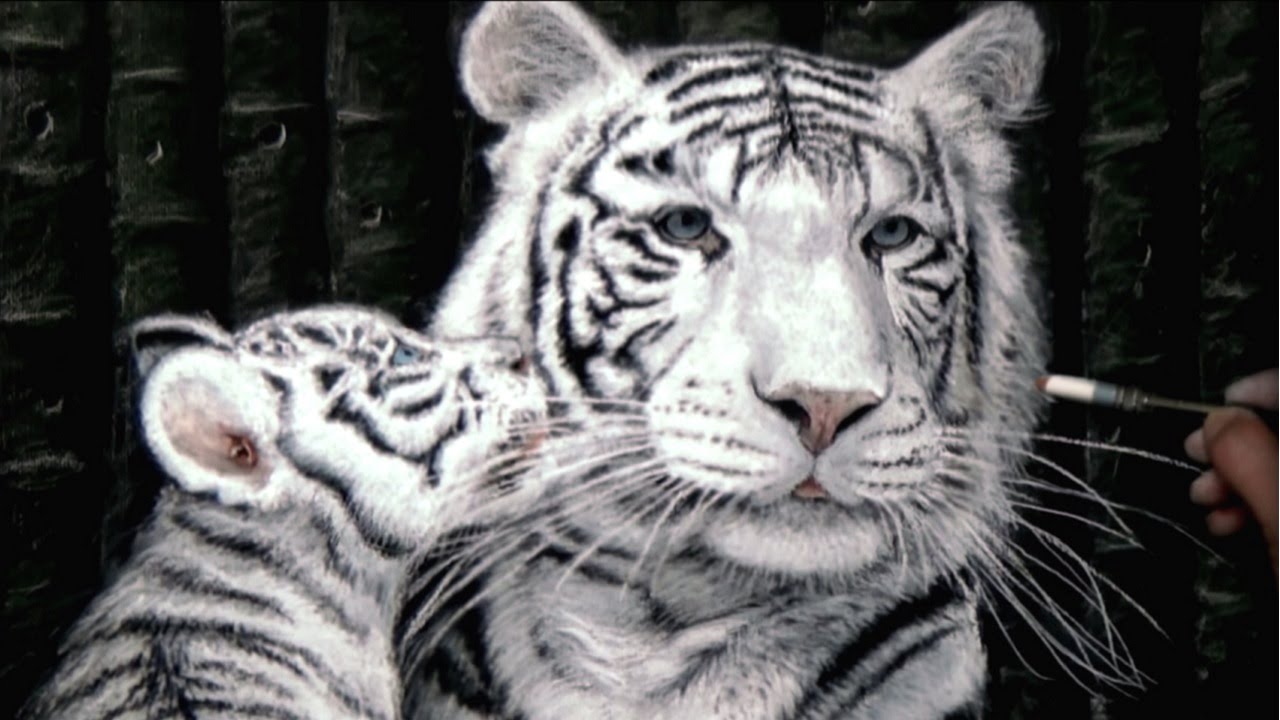 1280x720 realistic drawing of a white tiger cab - Black And White Tiger Drawing