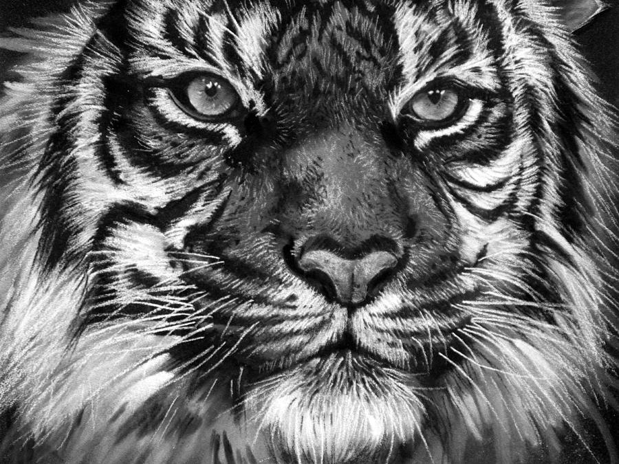 Black And White Tiger Drawing at PaintingValley.com | Explore ...