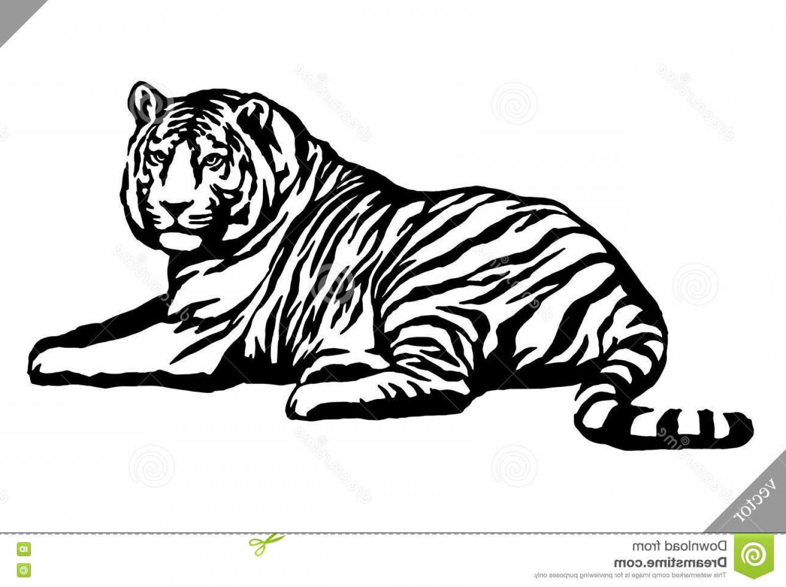 1560x1165 stock illustration black white ink draw tiger vector illustration - Black And White Tiger Drawing