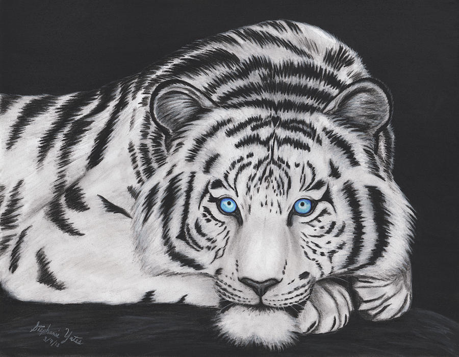 900x699 White Tiger Drawing - Black And White Tiger Drawing