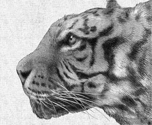 300x247 White Tiger Drawings Fine Art America - Black And White Tiger Drawing