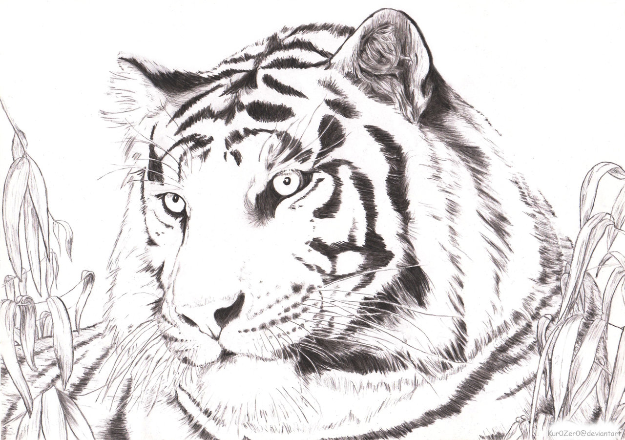 Рисунок белого тигра