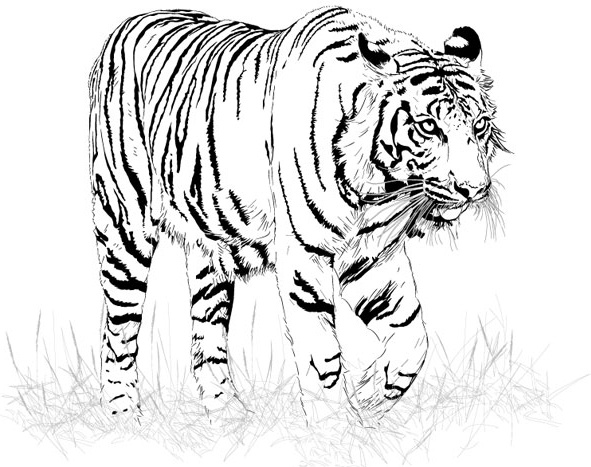 591x467 Black And White Tiger Vector Free Vector In Encapsulated - Black And White Tiger Drawing