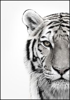 Black And White Tiger Drawing at PaintingValley.com | Explore