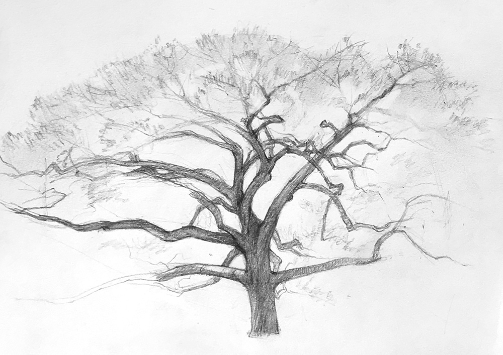 Black And White Tree Drawing at PaintingValley.com | Explore collection ...