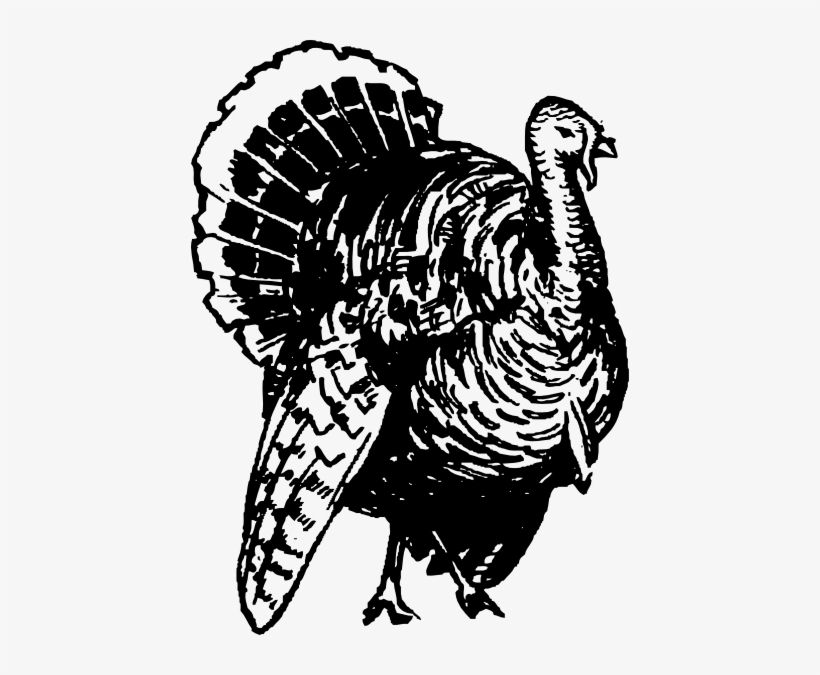 820x675 library library turkey drawing clip art at clker - Black And White Turkey Drawing
