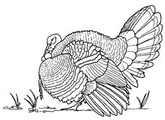 236x171 best turkey drawing images vintage thanksgiving, hens - Black And White Turkey Drawing