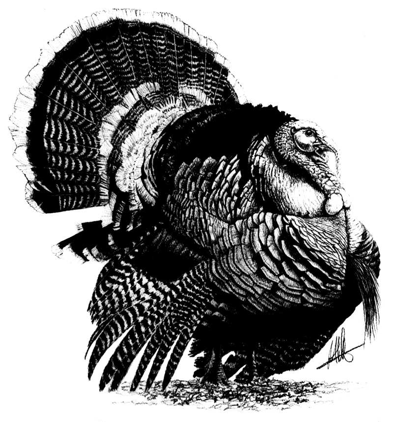 Black And White Turkey Drawing at Explore