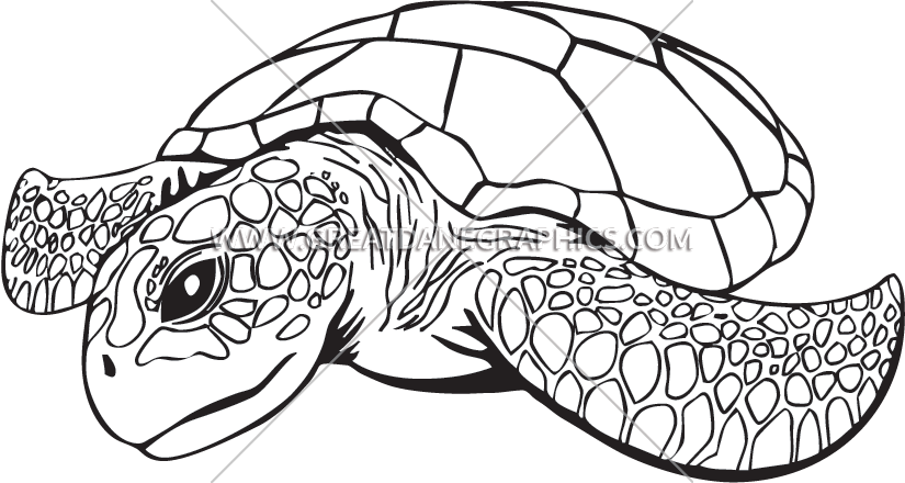 825x440 Drawing Turtle Free Download On Unixtitan - Black And White Turtle Drawings