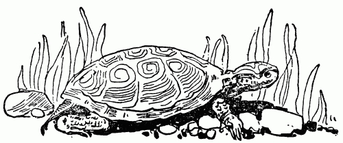 500x209 Filelarge Turtle Drawing - Black And White Turtle Drawings