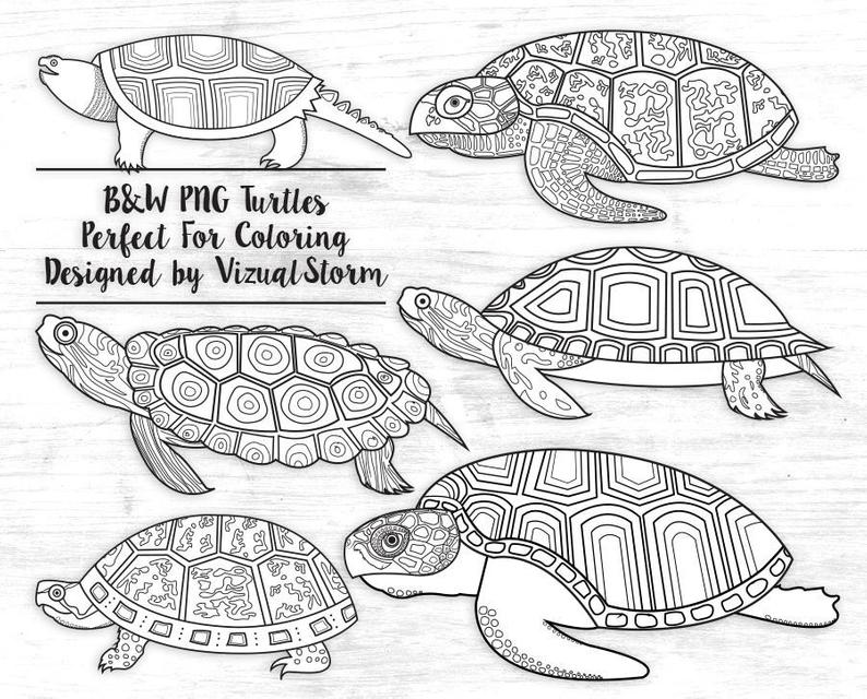 794x640 Hand Drawn Turtle Outlines Clipart Black And White Turtles For Etsy - Black And White Turtle Drawings