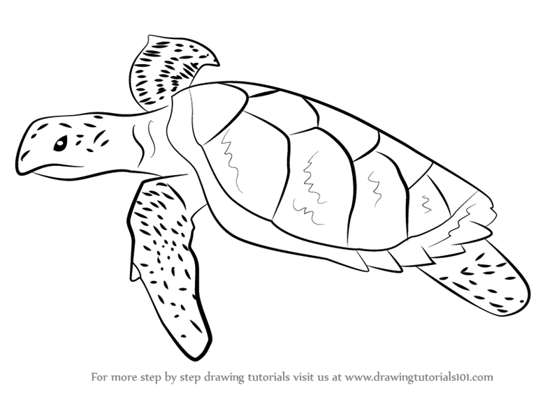 800x565 Learn How To Draw A Hawksbill Turtle - Black And White Turtle Drawings