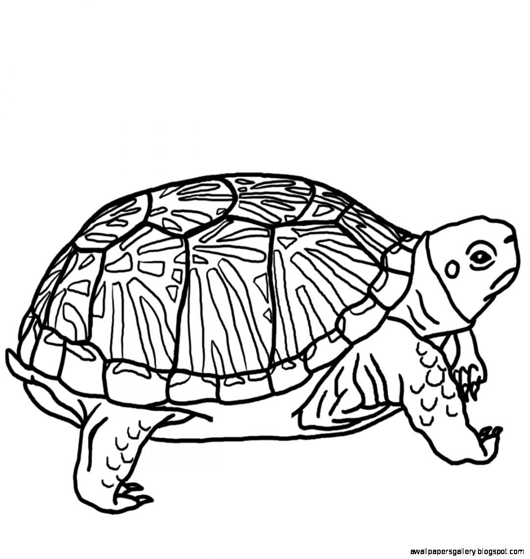 1080x1140 Sea Turtle On Isolated Background On Turtle - Black And White Turtle Drawings