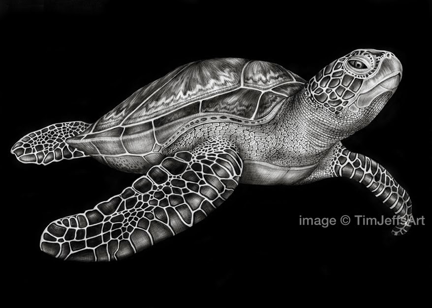 878x627 tim jeffs art ink drawings - Black And White Turtle Drawings