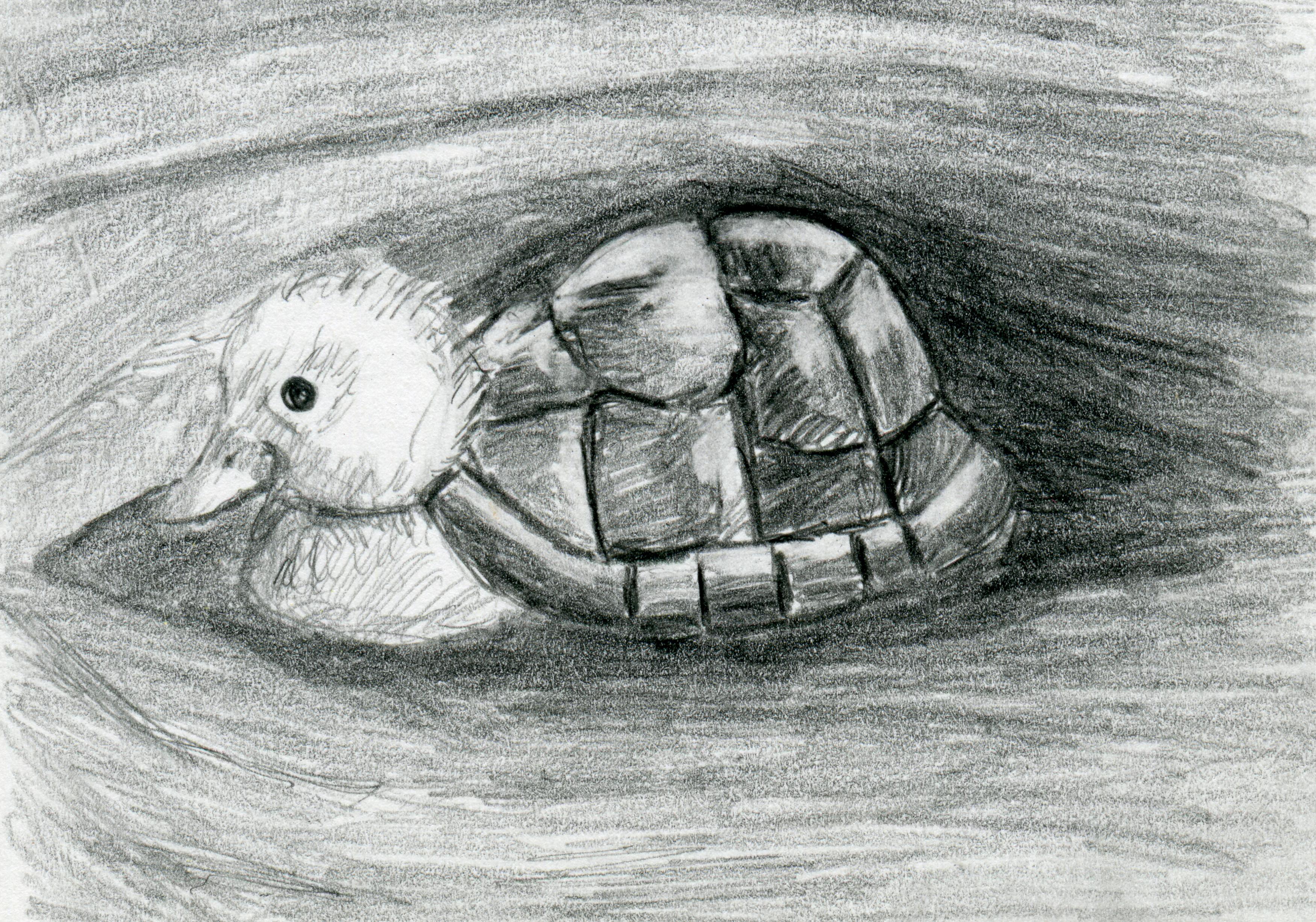 3500x2452 Turtle Duck Pencil Drawing Black And White Print - Black And White Turtle Drawings